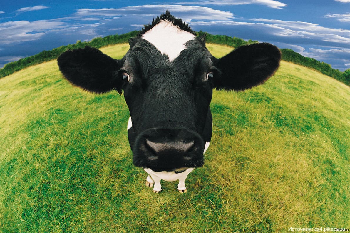 Почему коровье мясо называют «говядиной»?