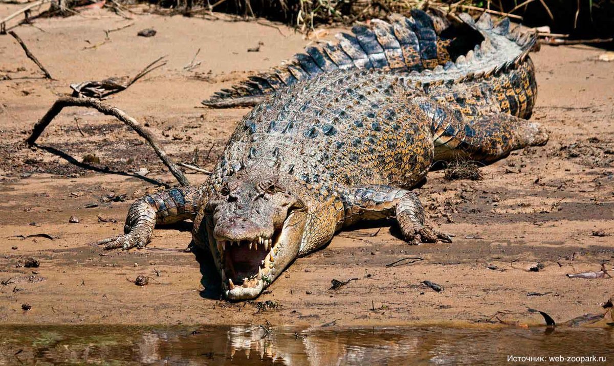 Атака крокодилов, которая занесена в Книгу рекордов Гиннеса