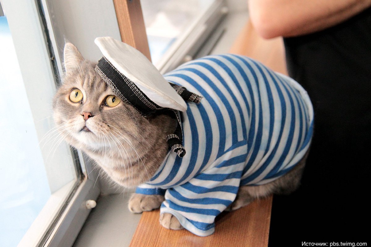 Легендарный кот-мореплаватель Непотопляемый Сэм