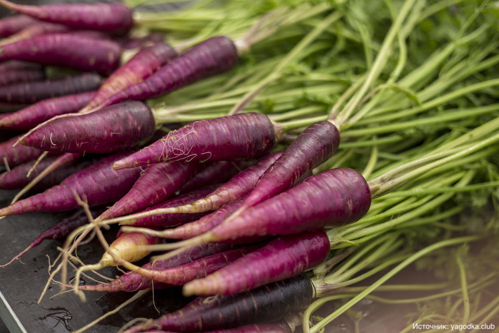 Изначально морковь была фиолетового цвета