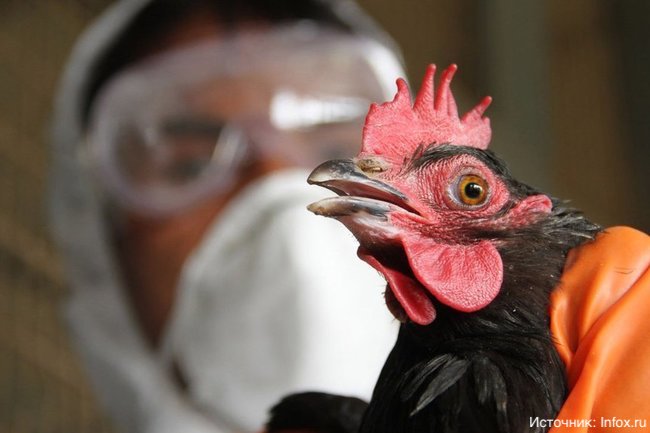 России угрожает птичий грипп из Европы