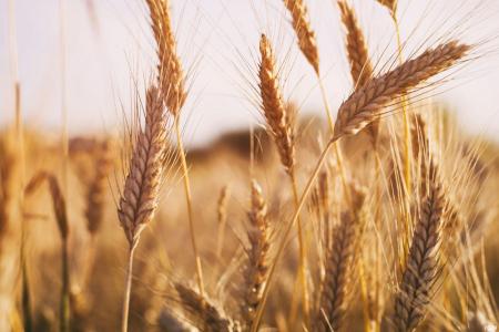 Всемирный банк предсказал катастрофическую нехватку пшеницы и риса