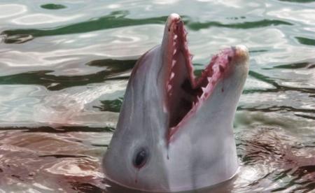 Дельфины не спасают людей: 6 научных фактов об этих животных